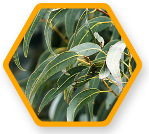 image of Eucalyptus